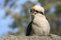 Kookaburra, Tindale Gardens IMG_6924